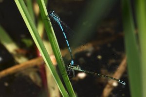 Azuurwaterjuffer in Nieuw Wulven