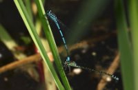 Azuurwaterjuffer in Nieuw Wulven