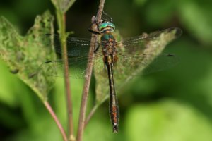 Libelle in Nieuw Wulven