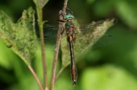 Libelle in Nieuw Wulven