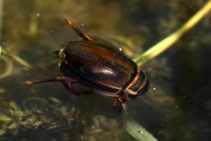 Geelgerande watertor in Nieuw Wulven