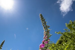 Het Staelduinse Bos