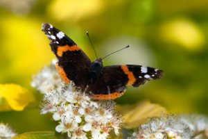 Atalanta in het Staelduinse Bos