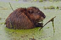 Muskusrat, Natuurgebied Loetbos, Muskusrat