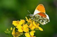 Oranjetipje, Natuurgebied Loetbos, Oranjetipje