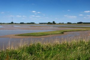 Nationaal Park De Biesbosch