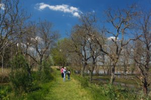 Nationaal Park De Biesbosch