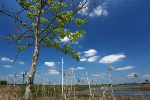 Nationaal Park De Biesbosch