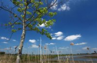 Nationaal Park De Biesbosch, Nationaal Park De Biesbosch