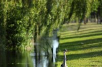 kralingsebos, Kralingse bos