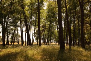 Nationaal Park De Hoge Veluwe 