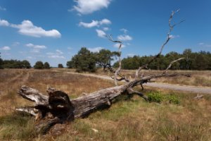 Nationaal Park De Hoge Veluwe 