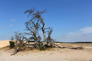 Nationaal Park De Hoge Veluwe 