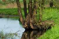 Loetbos, Natuurgebied Loetbos