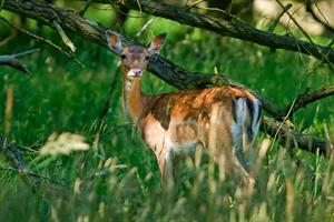 Damhert in de AWD