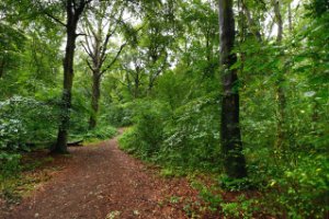 Het Staelduinse Bos