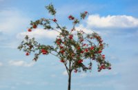 Ermelosche Heide, Ermelosche Heide