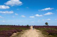 Ermelosche Heide, Ermelosche Heide