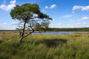 Nationaal Park Grenspark De Zoom - Kalmthoutse Heide