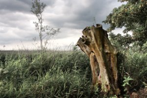 Nationaal Park De Biesbosch