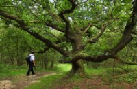 Natuurgebied Meijendel