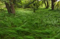 Natuurgebied Meijendel