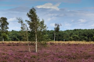 Uitgestrekte Rucphense Heide in bloei