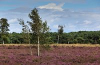 Uitgestrekte Rucphense Heide in bloei, Rucphense Bossen