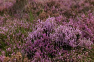 Struikheide - Rucphense Bossen