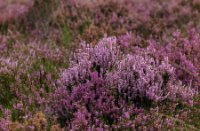 Struikheide - Rucphense Bossen, Rucphense Bossen