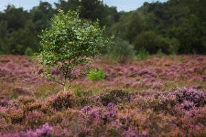 Rucphense Heide in bloei