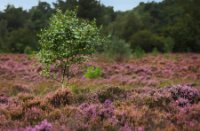 Rucphense Heide in bloei, Rucphense Bossen