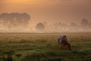 Weiland naast De Zouweboezem