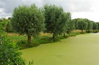 Loetbos, Natuurgebied Loetbos