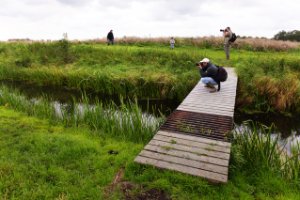 Bruggen verbinden de wandelroutes door de Ackerdijkse plassen