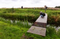 Bruggen verbinden de wandelroutes door de Ackerdijkse plassen