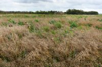 Openveld met voedsel voor de vogels in de Ackerdijkse plassen