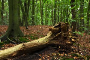 Het Staelduinse Bos