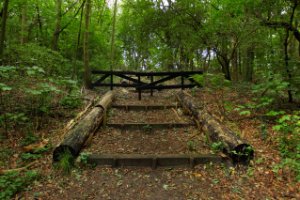 Het Staelduinse Bos