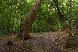 Het Staelduinse Bos