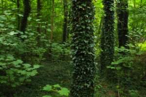 Het Staelduinse Bos