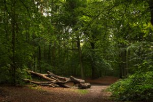 Het Staelduinse Bos