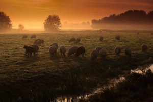 Polder Berkenwoude