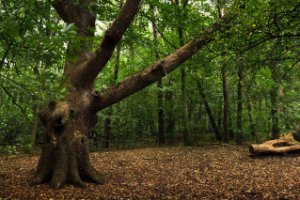 Het Staelduinse Bos