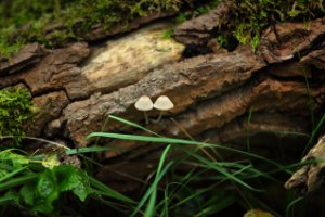 Amsterdamse Waterleidingduinen