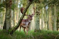 Amsterdamse Waterleidingduinen