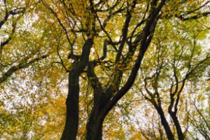 Boswachterij Speulderbos en Sprielderbos