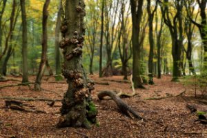 Boswachterij Speulderbos en Sprielderbos