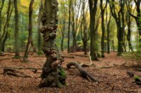 Boswachterij Speulderbos en Sprielderbos