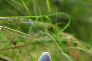 Boswachterij Speulderbos en Sprielderbos